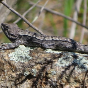 Amphibolurus muricatus at Coree, ACT - 2 Oct 2020 11:10 AM