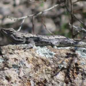 Amphibolurus muricatus at Coree, ACT - 2 Oct 2020