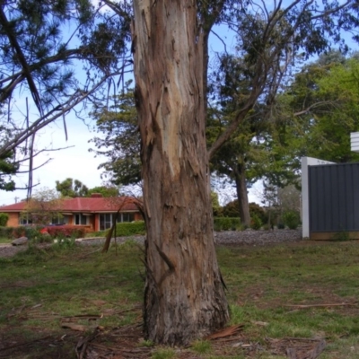 Eucalyptus bicostata (Southern Blue Gum, Eurabbie) at Curtin, ACT - 5 Oct 2020 by MichaelMulvaney