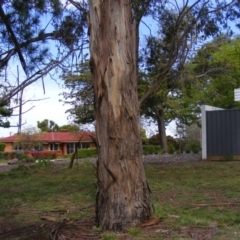 Eucalyptus globulus subsp. bicostata (Southern Blue Gum, Eurabbie) at Curtin, ACT - 5 Oct 2020 by MichaelMulvaney