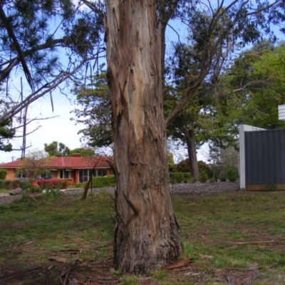 Eucalyptus globulus subsp. bicostata (Southern Blue Gum, Eurabbie) at Curtin, ACT - 5 Oct 2020 by MichaelMulvaney