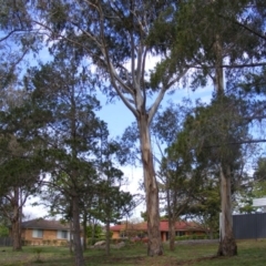 Eucalyptus globulus subsp. bicostata at Curtin, ACT - 5 Oct 2020