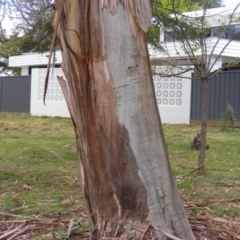 Eucalyptus bicostata (Southern Blue Gum, Eurabbie) at Curtin, ACT - 5 Oct 2020 by MichaelMulvaney