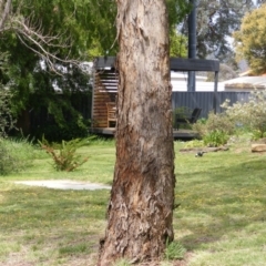 Eucalyptus melliodora (Yellow Box) at Curtin, ACT - 5 Oct 2020 by MichaelMulvaney