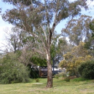 Eucalyptus melliodora at Curtin, ACT - 5 Oct 2020