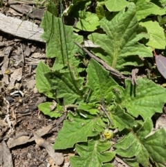 Cymbonotus sp. (preissianus or lawsonianus) (Bears Ears) at Molonglo Gorge - 5 Oct 2020 by KL