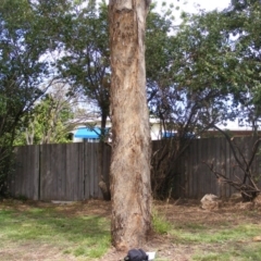 Eucalyptus melliodora (Yellow Box) at Curtin, ACT - 5 Oct 2020 by MichaelMulvaney