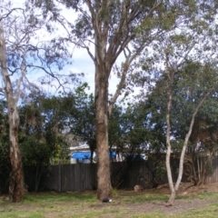 Eucalyptus melliodora at Curtin, ACT - 5 Oct 2020