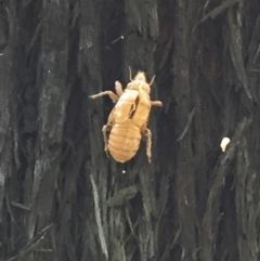 Cicadidae (family) (Unidentified cicada) at Woodstock, NSW - 2 Oct 2020 by Evelynm