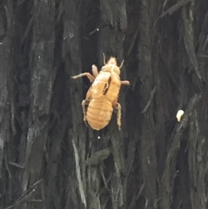 Cicadidae (family) at Woodstock, NSW - 2 Oct 2020