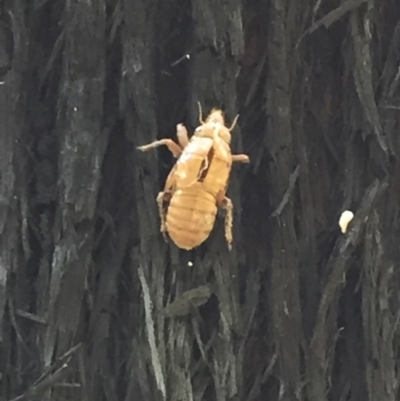 Cicadidae (family) (Unidentified cicada) at Woodstock, NSW - 2 Oct 2020 by Evelynm