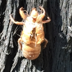 Cicadidae (family) at Woodstock, NSW - 2 Oct 2020