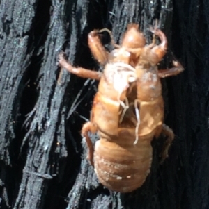 Cicadidae (family) at Woodstock, NSW - 2 Oct 2020