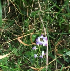 Glycine microphylla (Small-leaf Glycine) at Woodstock, NSW - 30 Sep 2020 by Evelynm