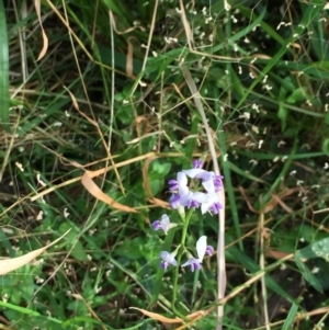 Glycine microphylla at Woodstock, NSW - 30 Sep 2020