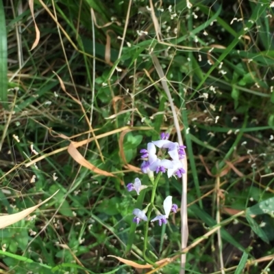 Glycine microphylla (Small-leaf Glycine) at EDM Private Property - 30 Sep 2020 by Evelynm