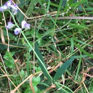 Glycine microphylla at Woodstock, NSW - 30 Sep 2020