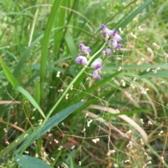 Glycine microphylla at Woodstock, NSW - 30 Sep 2020