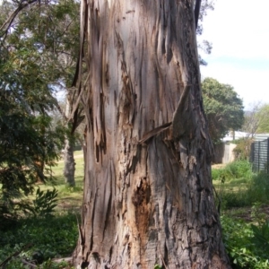 Eucalyptus globulus subsp. bicostata at Curtin, ACT - 5 Oct 2020