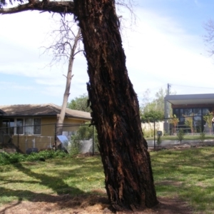 Eucalyptus melliodora at Curtin, ACT - 5 Oct 2020