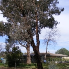 Eucalyptus melliodora at Curtin, ACT - 5 Oct 2020