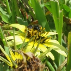 Lipotriches (Austronomia) australica at Stromlo, ACT - 4 Oct 2020