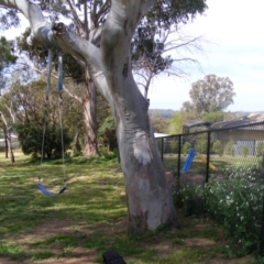 Eucalyptus blakelyi (Blakely's Red Gum) at Curtin, ACT - 5 Oct 2020 by MichaelMulvaney