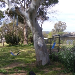 Eucalyptus blakelyi at Curtin, ACT - 5 Oct 2020 03:43 PM