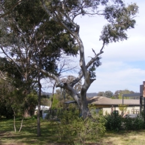 Eucalyptus blakelyi at Curtin, ACT - 5 Oct 2020