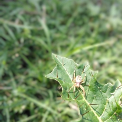 Unidentified Orb-weaving spider (several families) at Surf Beach, NSW - 2 Oct 2020 by LyndalT