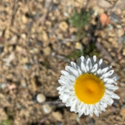 Leucochrysum albicans subsp. tricolor (Hoary Sunray) at Kowen, ACT - 5 Oct 2020 by KL