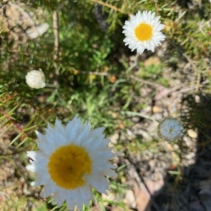 Leucochrysum albicans subsp. tricolor at Kowen, ACT - 5 Oct 2020 11:22 AM