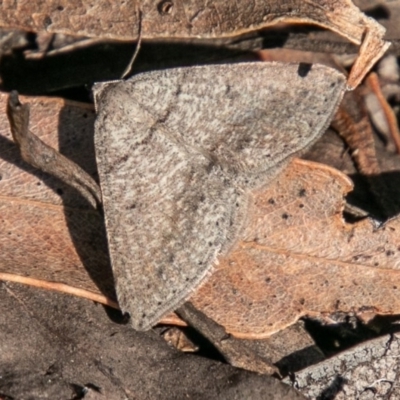 Taxeotis (genus) (Unidentified Taxeotis geometer moths) at Tidbinbilla Nature Reserve - 4 Oct 2020 by SWishart