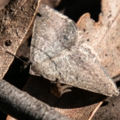 Taxeotis (genus) at Paddys River, ACT - 4 Oct 2020