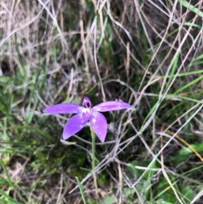 Glossodia major (Wax Lip Orchid) at Kambah, ACT - 4 Oct 2020 by Nat