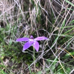 Glossodia major at Kambah, ACT - 4 Oct 2020