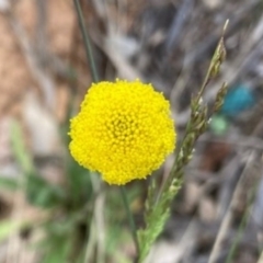 Craspedia variabilis (Common Billy Buttons) at Griffith Woodland - 5 Oct 2020 by AlexKirk