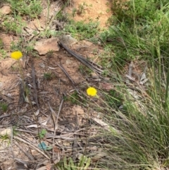 Craspedia variabilis at Griffith, ACT - 5 Oct 2020