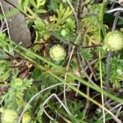 Cotula australis (Common Cotula, Carrot Weed) at Griffith Woodland - 5 Oct 2020 by AlexKirk