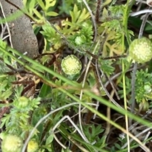 Cotula australis at Griffith, ACT - 5 Oct 2020