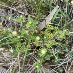 Cotula australis at Griffith, ACT - 5 Oct 2020 02:46 PM