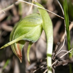 Pterostylis nutans (Nodding Greenhood) at Paddys River, ACT - 4 Oct 2020 by SWishart