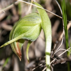 Pterostylis nutans at Paddys River, ACT - 4 Oct 2020