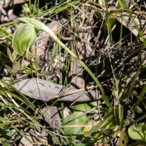 Pterostylis nutans at Paddys River, ACT - 4 Oct 2020