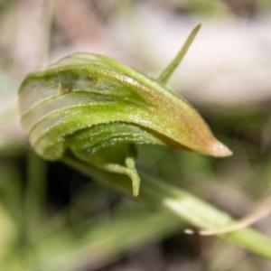 Pterostylis nutans at Paddys River, ACT - 4 Oct 2020