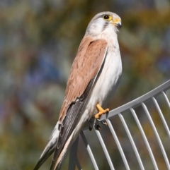 Falco cenchroides (Nankeen Kestrel) at Splitters Creek, NSW - 27 Sep 2020 by ghardham