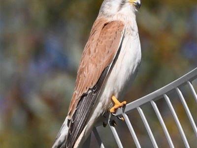 Falco cenchroides (Nankeen Kestrel) at Splitters Creek, NSW - 27 Sep 2020 by ghardham