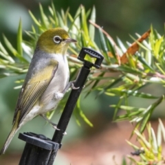 Zosterops lateralis (Silvereye) at Albury - 27 Sep 2020 by ghardham