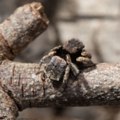 Maratus vespertilio (Bat-like peacock spider) at Macgregor, ACT - 5 Oct 2020 by Roger