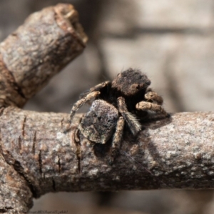 Maratus vespertilio at Macgregor, ACT - suppressed